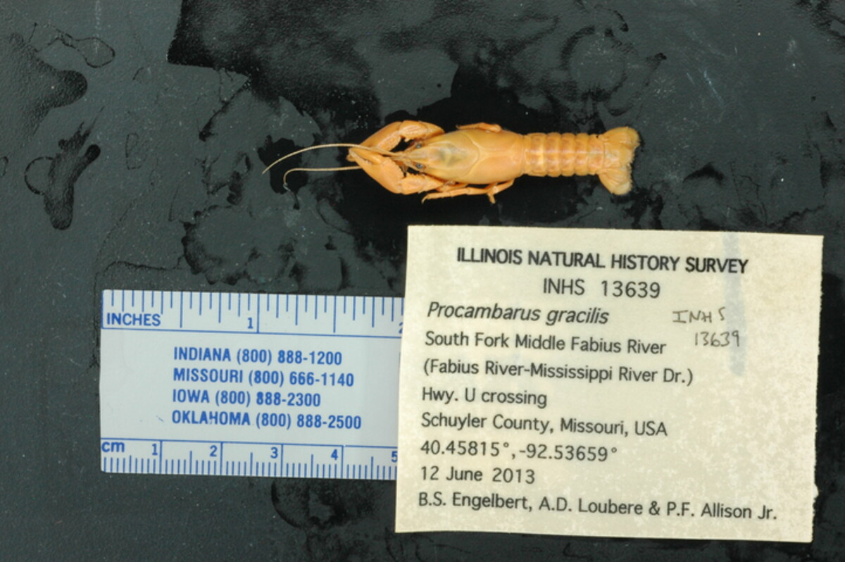 Procambarus gracilis image